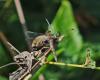 Sympetrum striolatum
